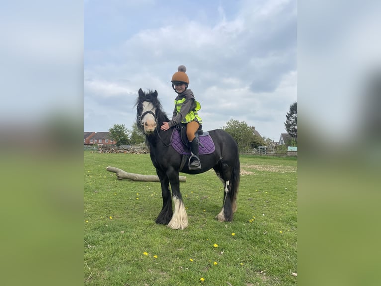 Cob Mare 5 years 12 hh Bay-Dark in Kingstone