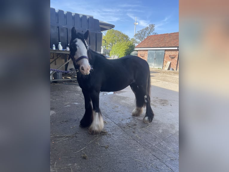 Cob Mare 5 years 12 hh Bay-Dark in Kingstone
