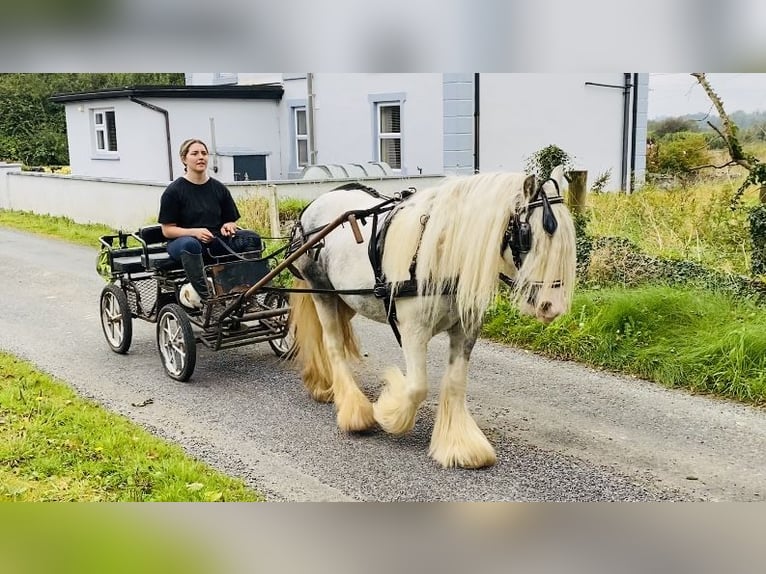 Cob Mare 5 years 13,1 hh Gray-Blue-Tan in Sligo