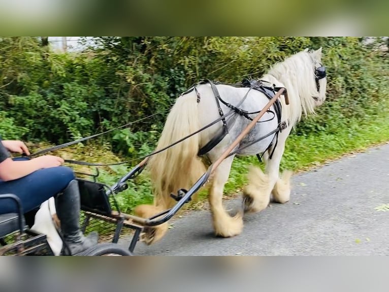 Cob Mare 5 years 13,1 hh Gray-Blue-Tan in Sligo