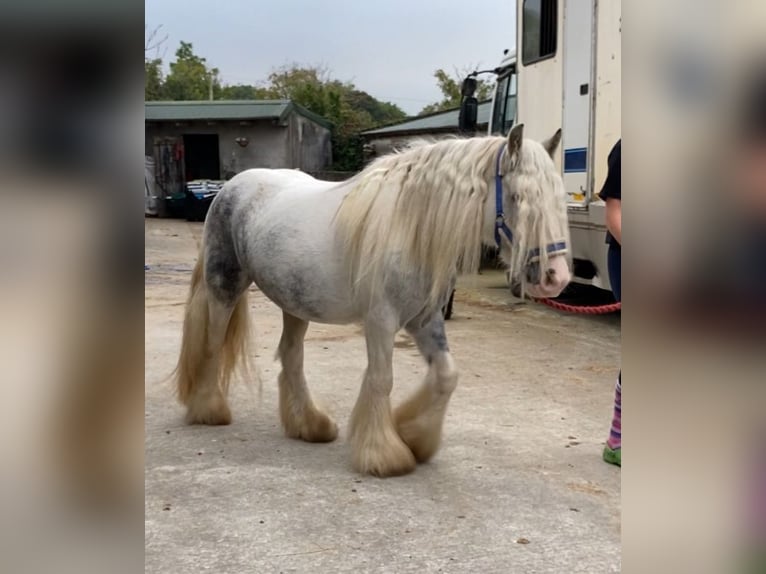 Cob Mare 5 years 13,1 hh Gray-Blue-Tan in Sligo