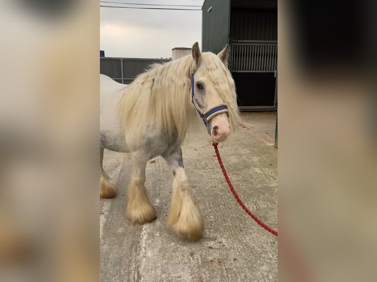 Cob Mare 5 years 13,1 hh Gray-Blue-Tan in Sligo