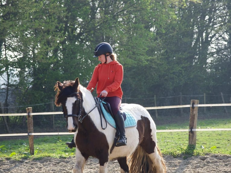 Cob Mare 5 years 13.2 hh  in Notre-Dame-de-Gravenchon