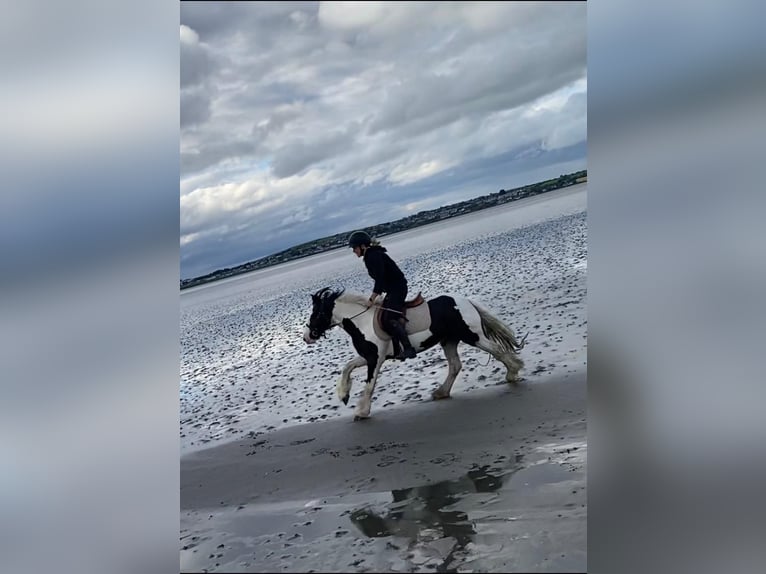 Cob Mare 5 years 13.2 hh Pinto in Sligo