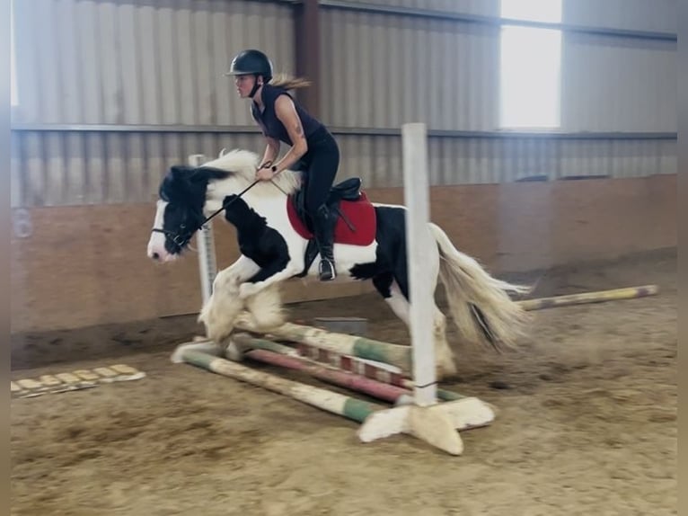 Cob Mare 5 years 13.2 hh Pinto in Sligo