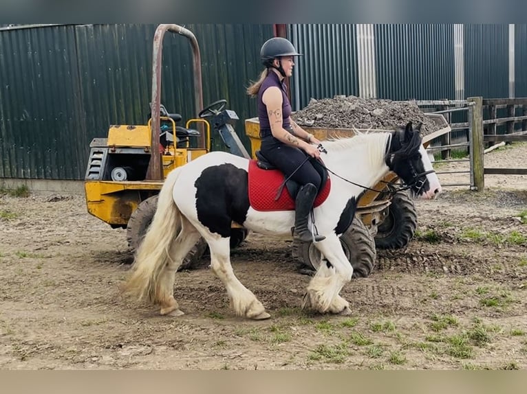 Cob Mare 5 years 13.2 hh Pinto in Sligo