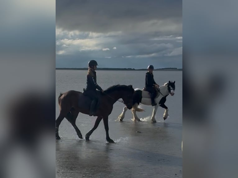 Cob Mare 5 years 13.2 hh Pinto in Sligo