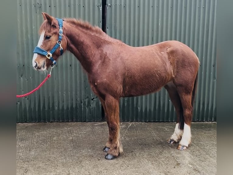 Cob Mare 5 years 13,1 hh Chestnut in Sligo