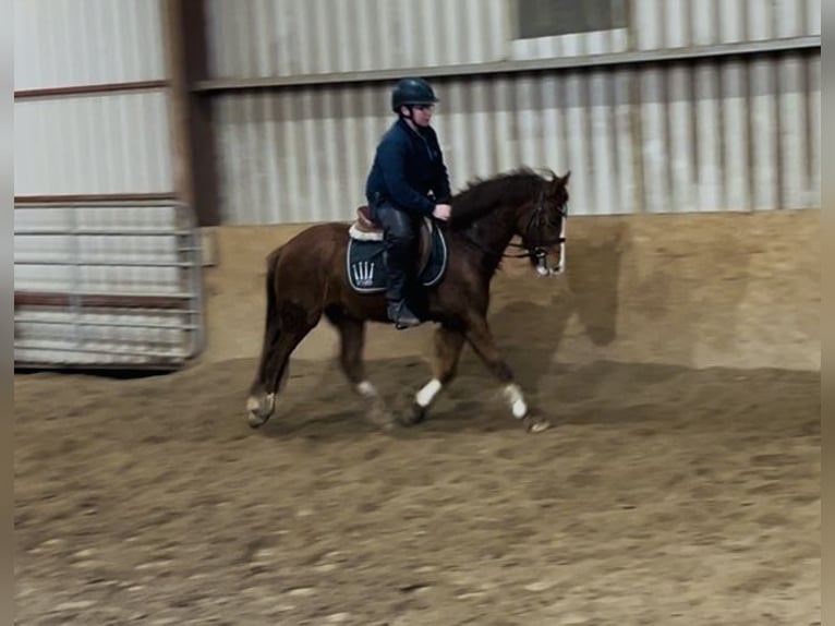 Cob Mare 5 years 13,1 hh Chestnut in Sligo