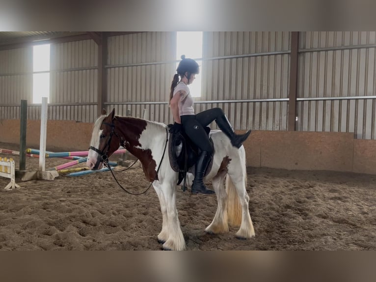 Cob Mare 5 years 13,2 hh Pinto in Sligo