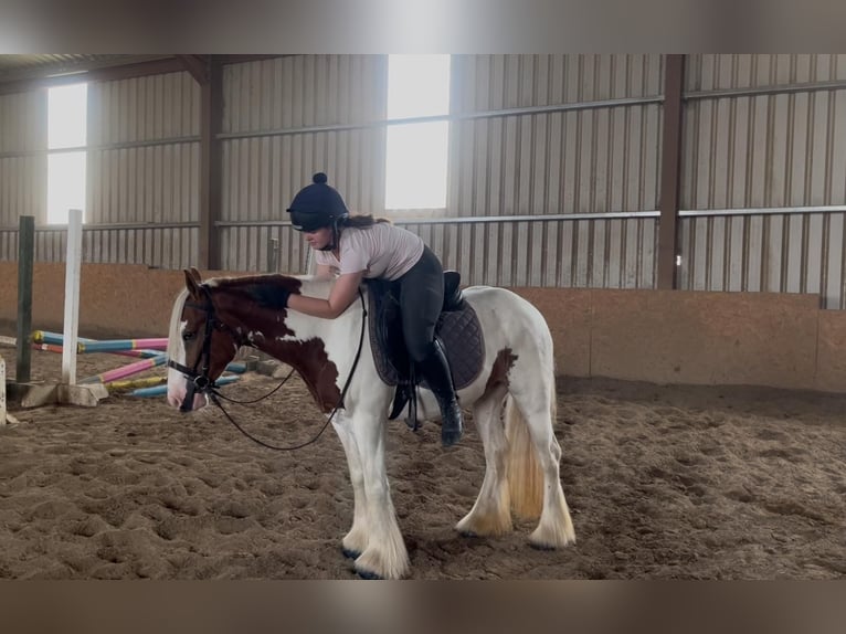 Cob Mare 5 years 13,2 hh Pinto in Sligo