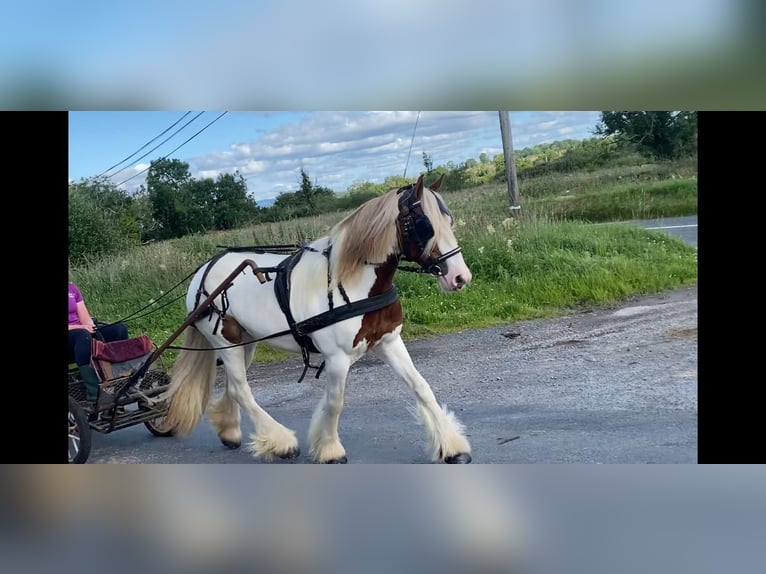 Cob Mare 5 years 13,2 hh Pinto in Sligo