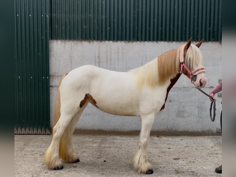 Cob Mare 5 years 13,2 hh Pinto in Sligo