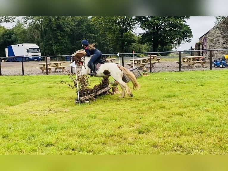 Cob Mare 5 years 13,2 hh Pinto in Sligo