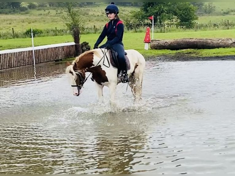 Cob Mare 5 years 13,2 hh Pinto in Sligo