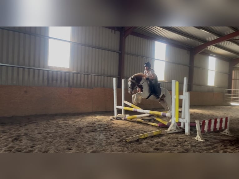 Cob Mare 5 years 13,2 hh Pinto in Sligo