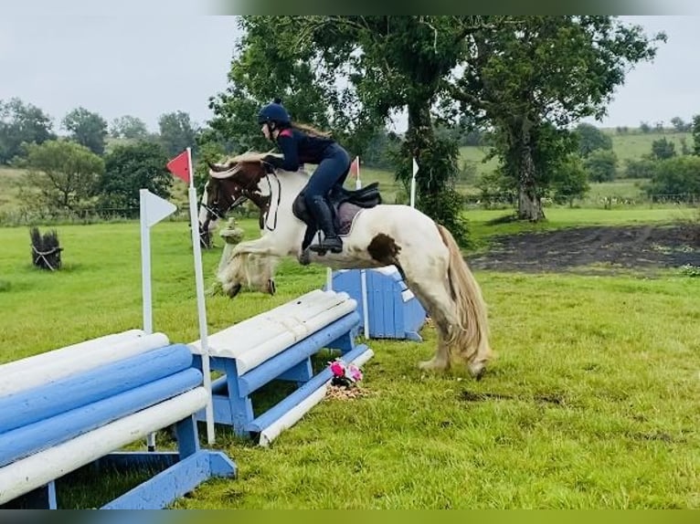 Cob Mare 5 years 13,2 hh Pinto in Sligo