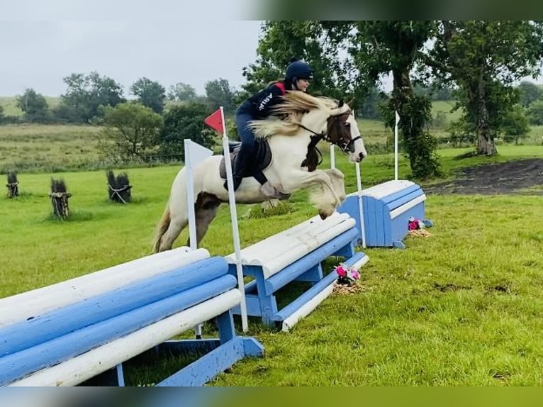 Cob Mare 5 years 13,2 hh Pinto in Sligo