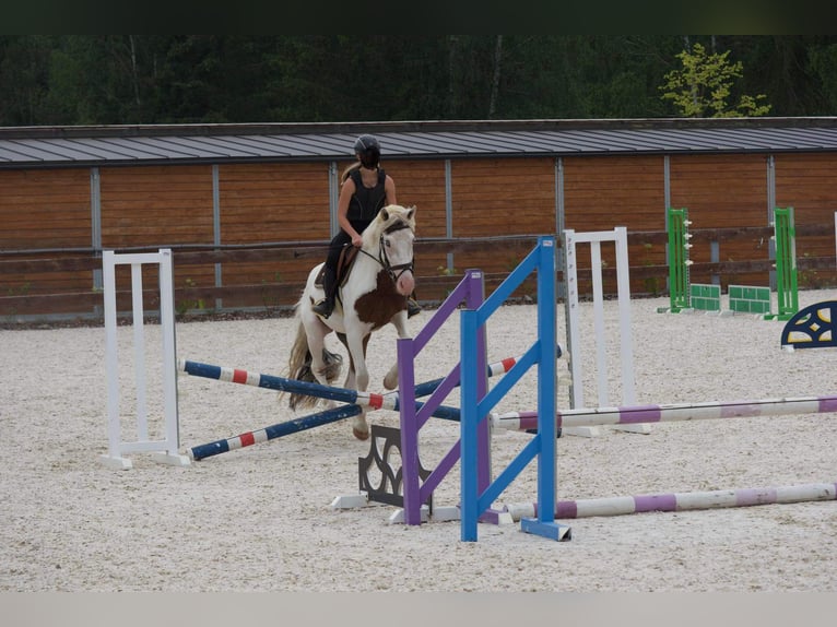 Cob Mix Mare 5 years 14,1 hh White in Zaječov