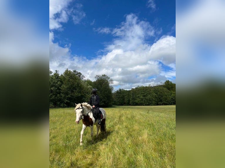 Cob Mix Mare 5 years 14,1 hh White in Zaječov