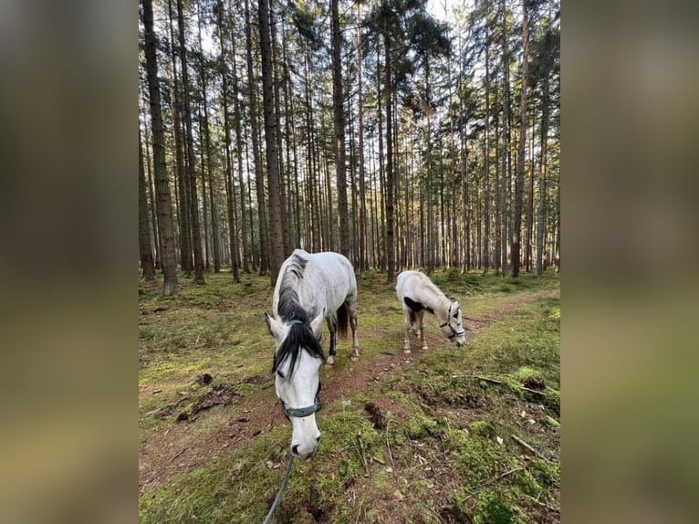 Cob Mix Mare 5 years 14,1 hh White in Zaječov