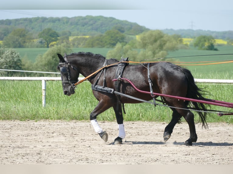 Cob Mare 5 years 14,3 hh Black in Ganschow