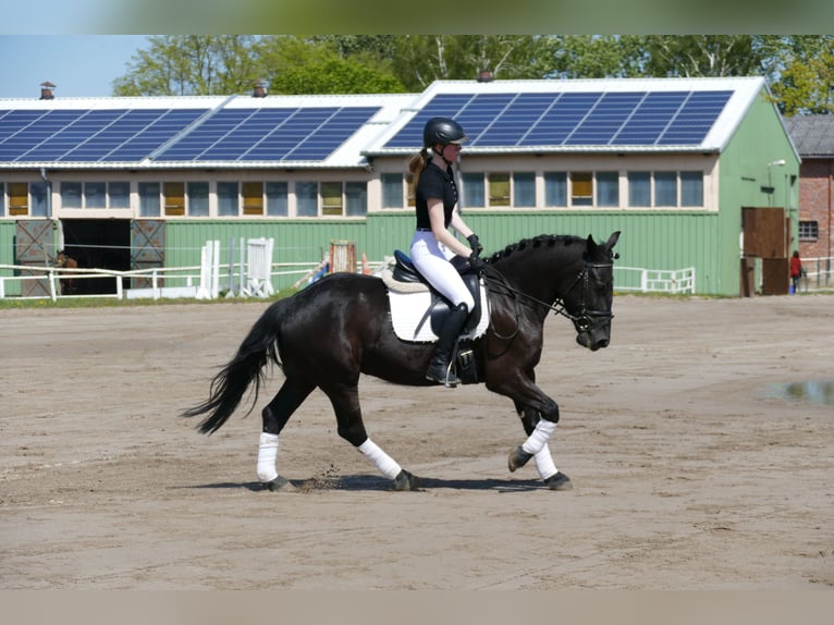 Cob Mare 5 years 14,3 hh Black in Ganschow