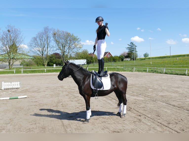 Cob Mare 5 years 14,3 hh Black in Ganschow