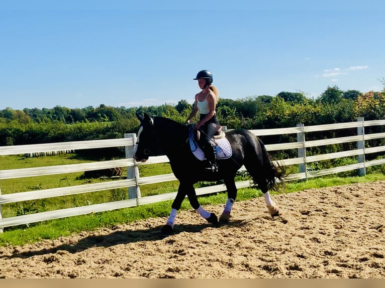 Cob Mare 5 years 14,3 hh Black in Mountrath