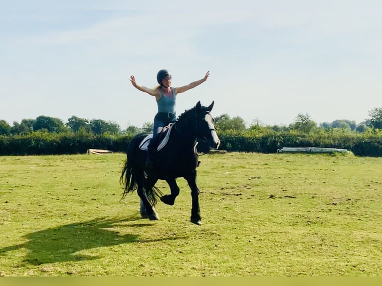 Cob Mare 5 years 14,3 hh Black in Mountrath