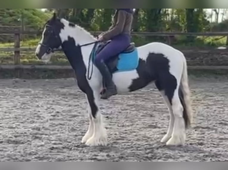 Cob Mare 5 years 14,3 hh in Drumshanbo, Co.Leitrim