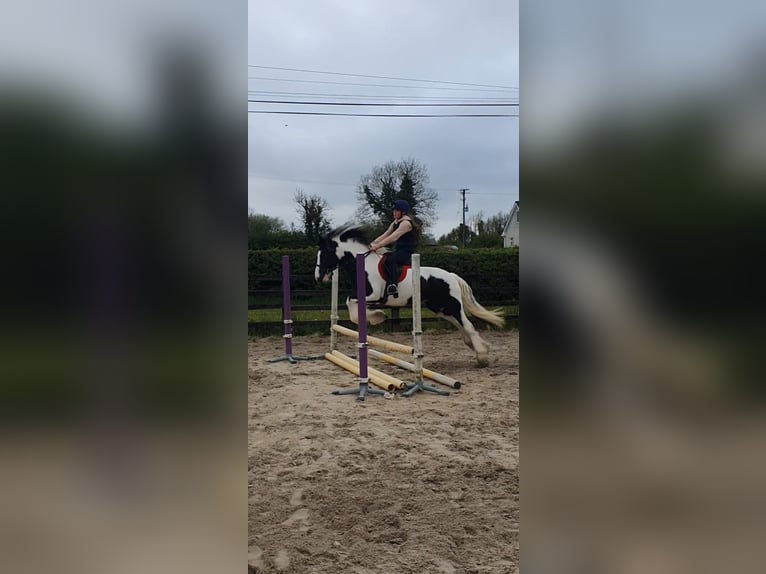 Cob Mare 5 years 14,3 hh in Drumshanbo, Co.Leitrim