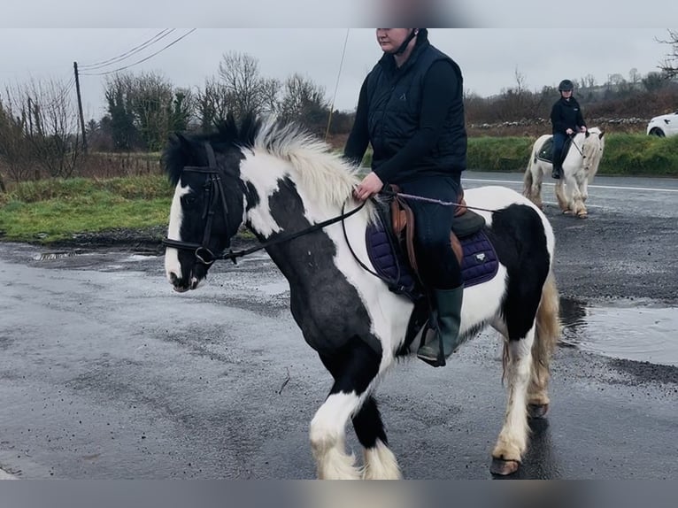 Cob Mare 5 years 14 hh Pinto in Sligo