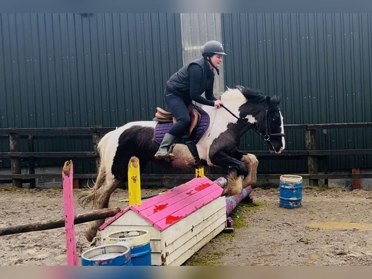 Cob Mare 5 years 14 hh Pinto in Sligo