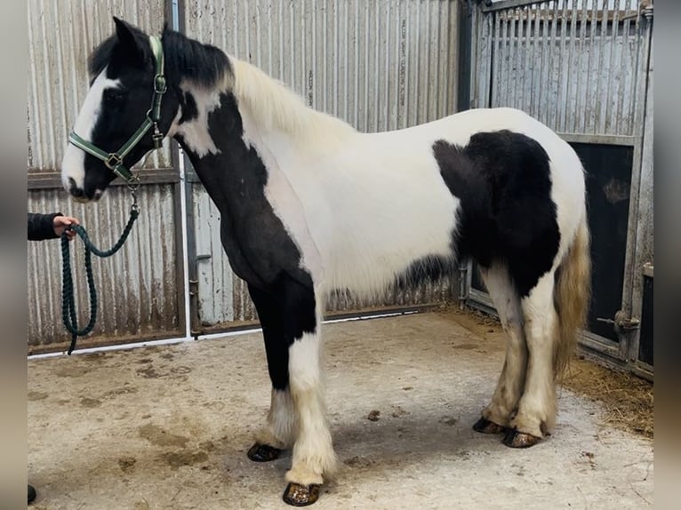 Cob Mare 5 years 14 hh Pinto in Sligo