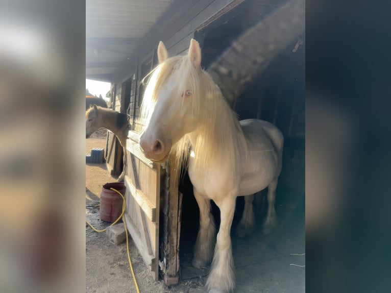 Cob Mare 5 years 14,3 hh Cremello in Bridgwater, Somerset