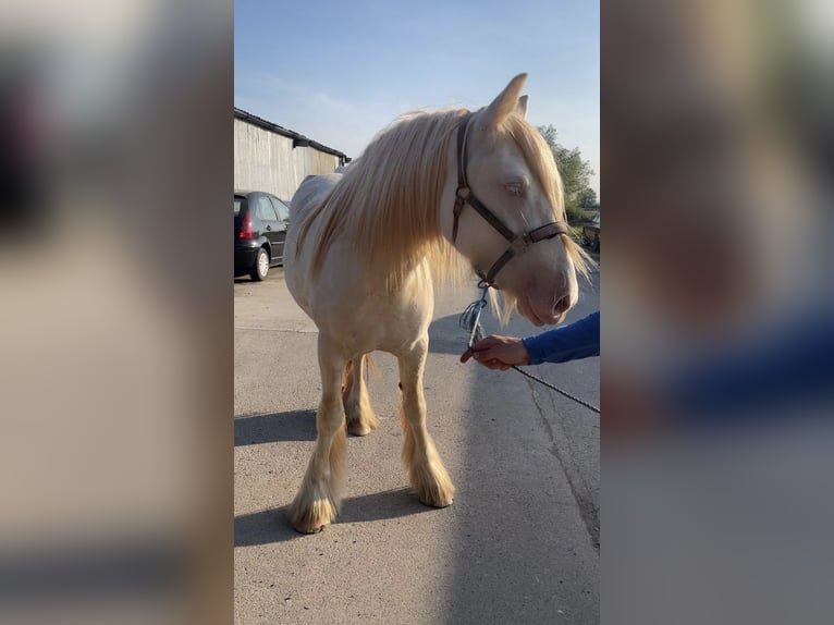 Cob Mare 5 years 14,3 hh Cremello in Bridgwater, Somerset