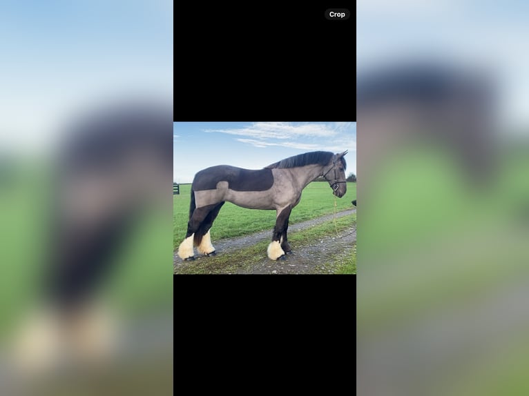 Cob Mare 5 years 15,1 hh Black in Clones