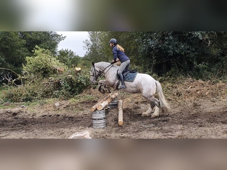 Cob Mare 5 years 15,2 hh in Drumshanbo