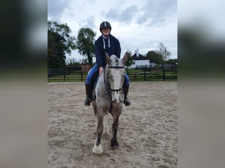 Cob Mare 5 years 15,2 hh in Drumshanbo