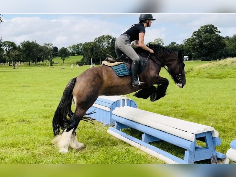 Cob Mare 5 years 15 hh Brown in Sligo