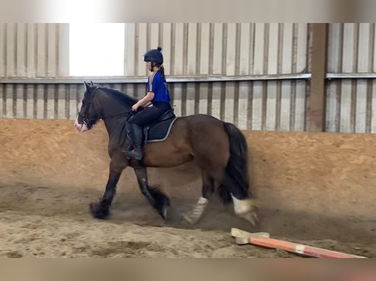 Cob Mare 5 years 15 hh Brown in Sligo
