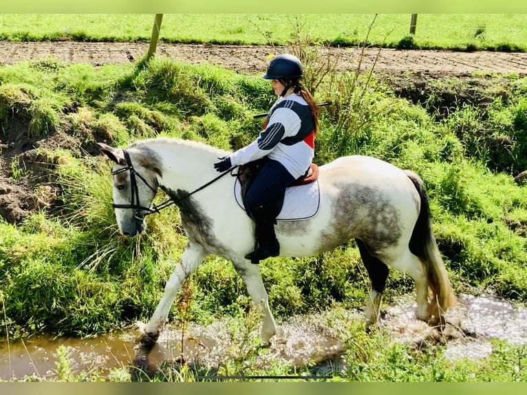 Cob Mare 5 years 16 hh Pinto in Mountrath