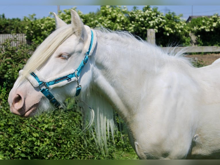 Cob Mare 5 years Cremello in Bridgwater, Somerset