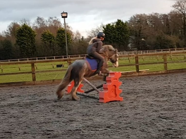 Cob Mare 6 years 12,2 hh Roan-Blue in Cheshire