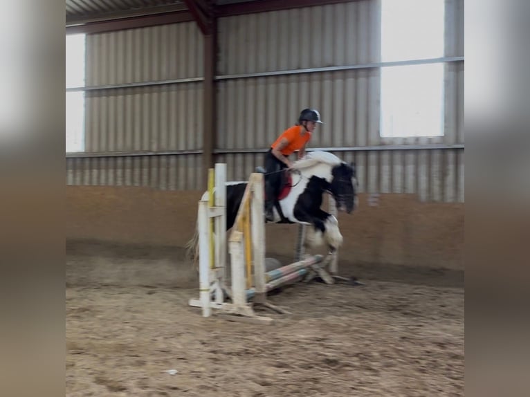 Cob Mare 6 years 13.1 hh Pinto in Sligo