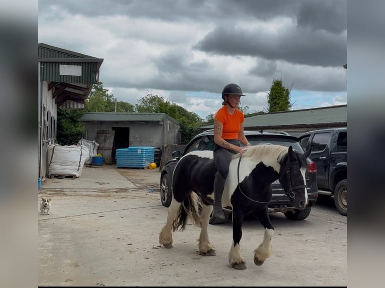 Cob Mare 6 years 13.1 hh Pinto in Sligo