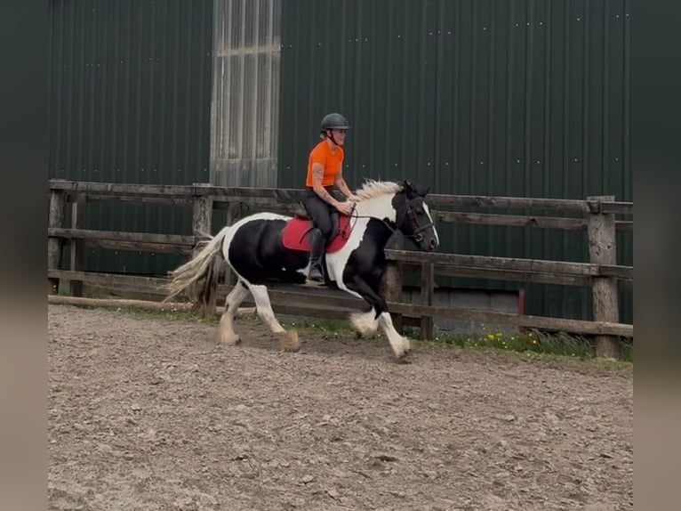 Cob Mare 6 years 13.1 hh Pinto in Sligo