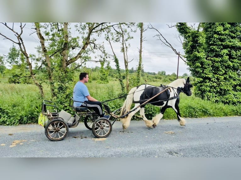Cob Mare 6 years 13.1 hh Pinto in Sligo