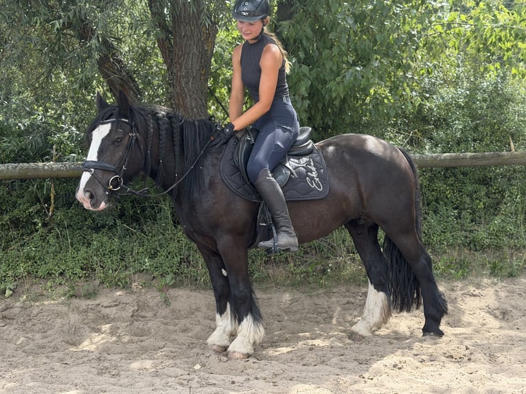 Cob Mix Mare 6 years 13.2 hh Black in Trebbin